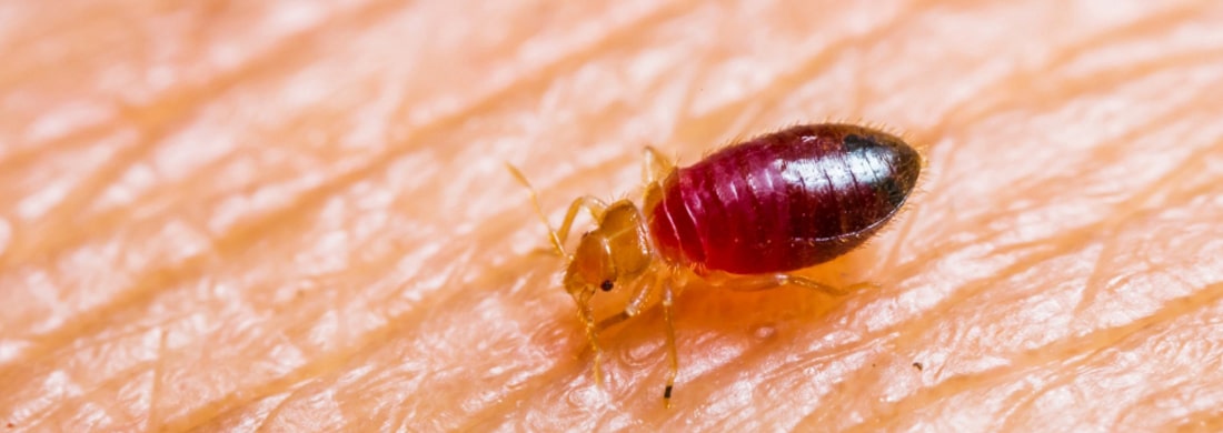 Professional bed bug treatment in a bedroom